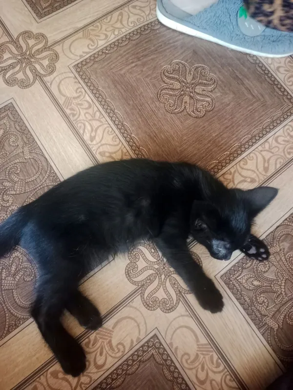 мы дарим красивых котят. Кошки 2 мы дарим красивых котят. Кошки 2