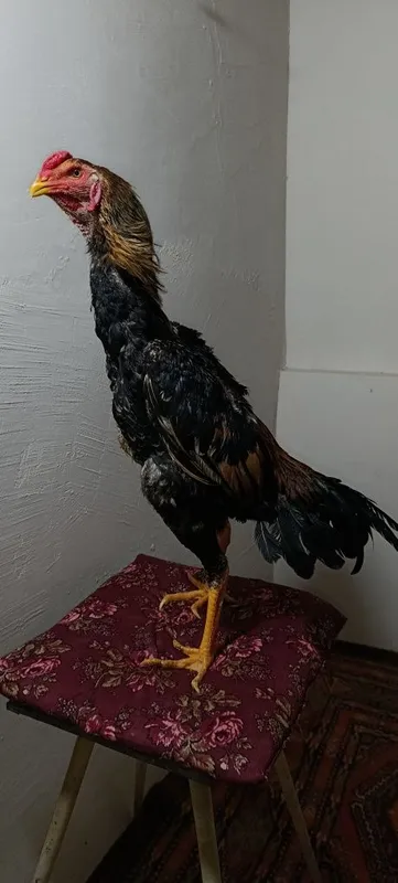 Dakan xoʻroz sotiladi