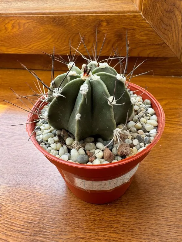 Кактус Astrophytum capricorne nudum