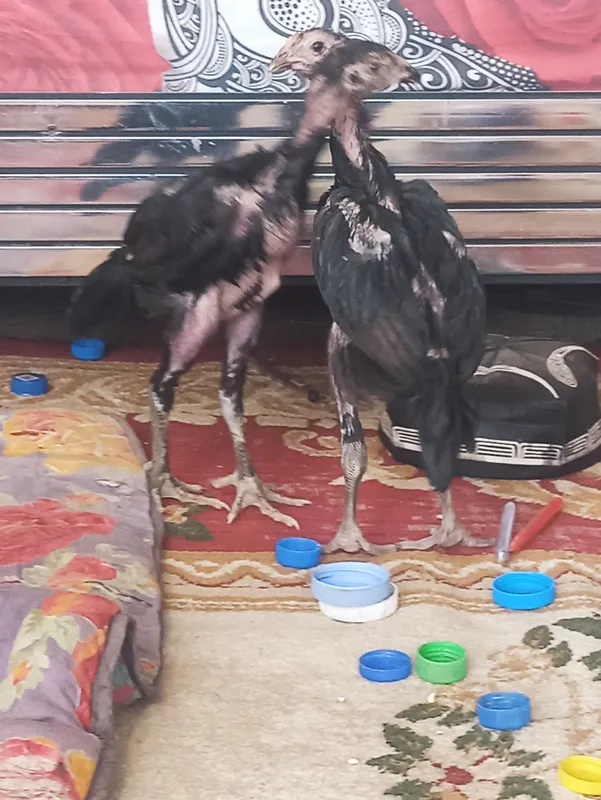 Ganoi va Azili zotli xoʻroz 2 Ganoi va Azili zotli xoʻroz 2