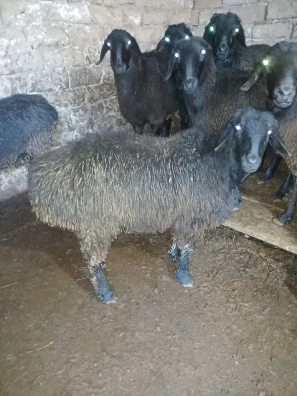 Qo'chqor va soliqlar sotiladi — фото 1