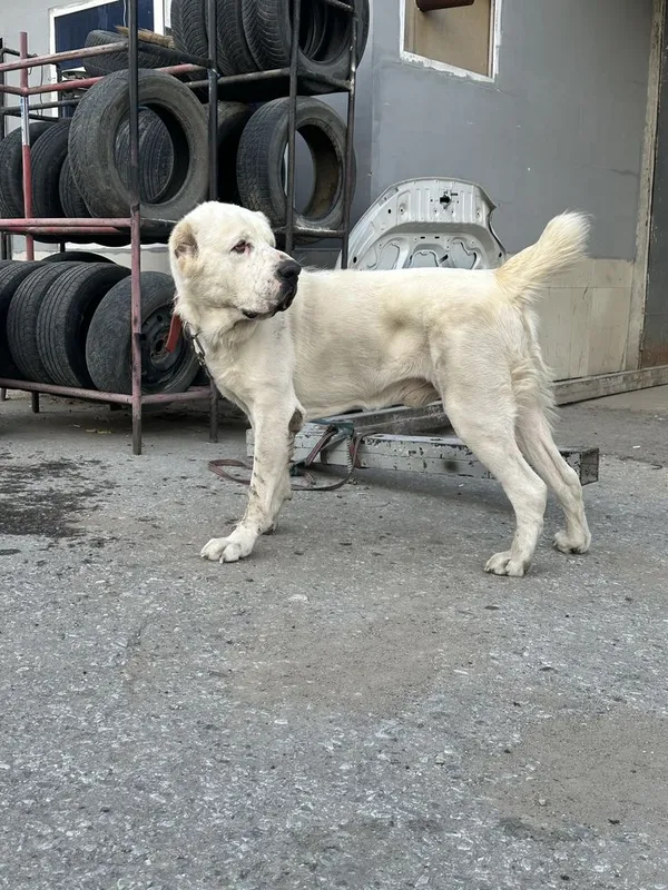 Вяска алабай кошиб берамиз 2 Вяска алабай кошиб берамиз 2
