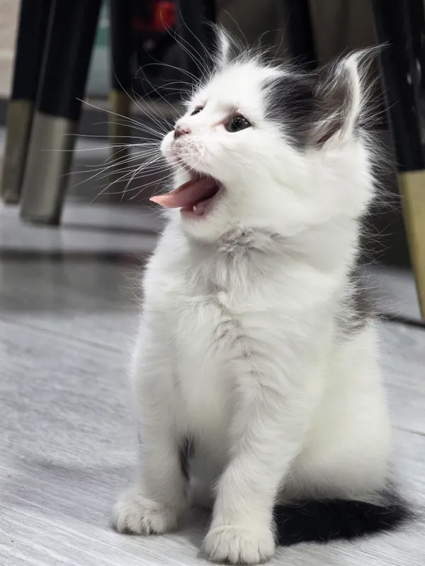отдам котят в добрые руки бесплатно 3 отдам котят в добрые руки бесплатно 3