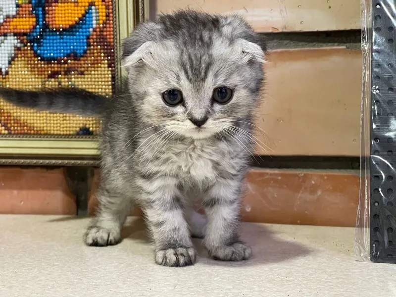 Котята скотиш страйт и фолд — фото 5
