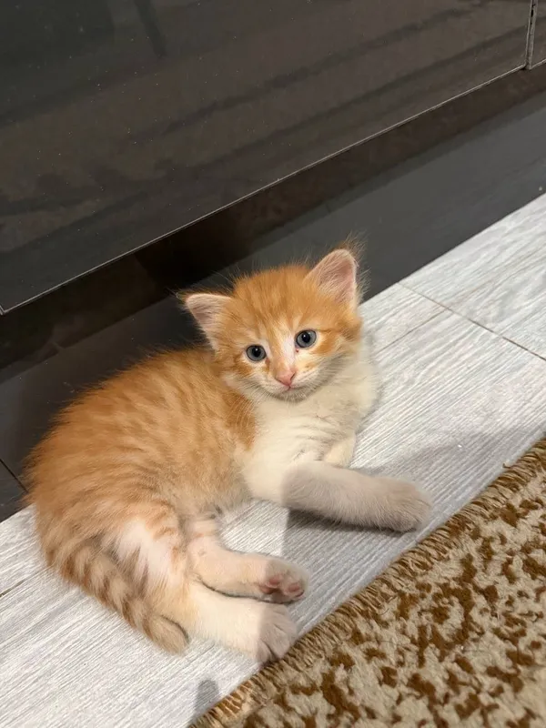 Котята 2 Котята 2