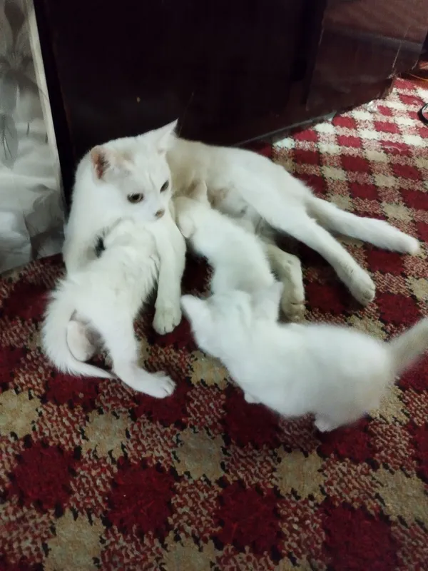 Уй мушук боллари берилади 1 Уй мушук боллари берилади 1