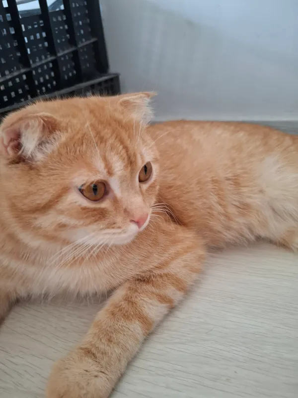 Продаётся 1-летний кот Scottish Fold 4 Продаётся 1-летний кот Scottish Fold 4