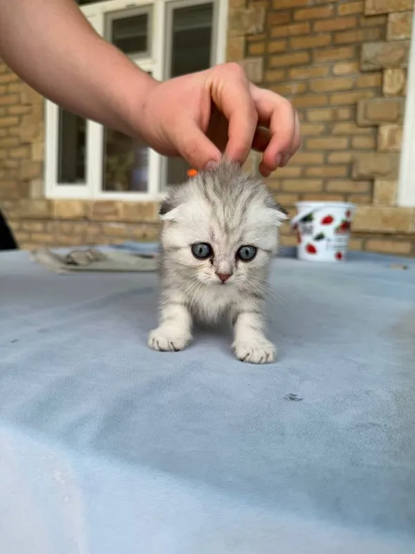 Котята маленькие 2 месяца — фото 2
