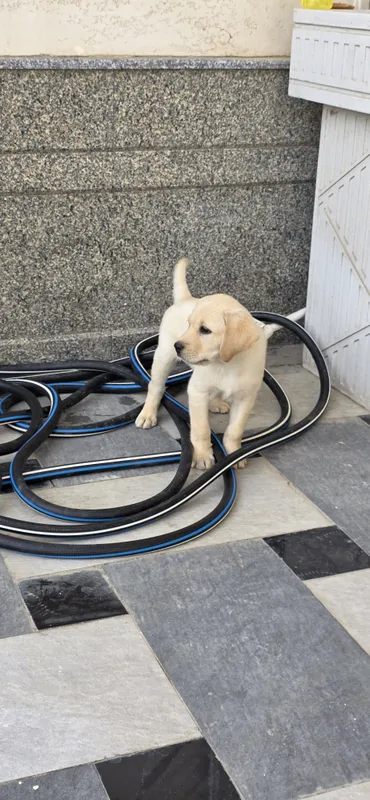 Labrador retriever