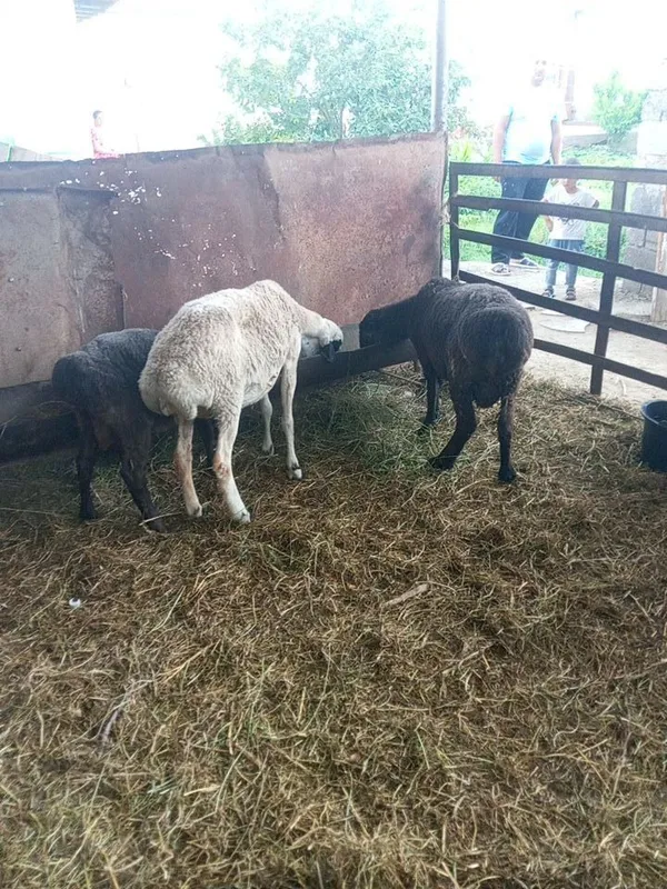 Qòchqor lar sotiladi — фото 2
