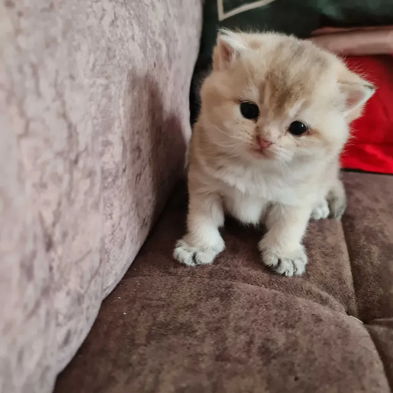 Британская короткошерстная. Котята — фото 5