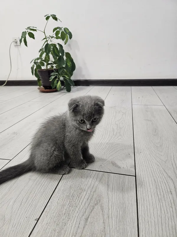 Mushuk sotiladi Scottish fold — фото 3
