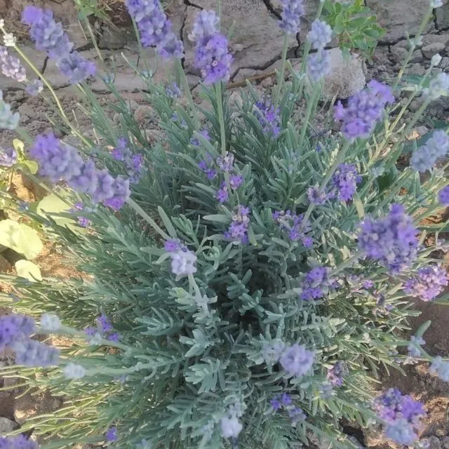 Yaxsh qaralgan gullar — фото 1