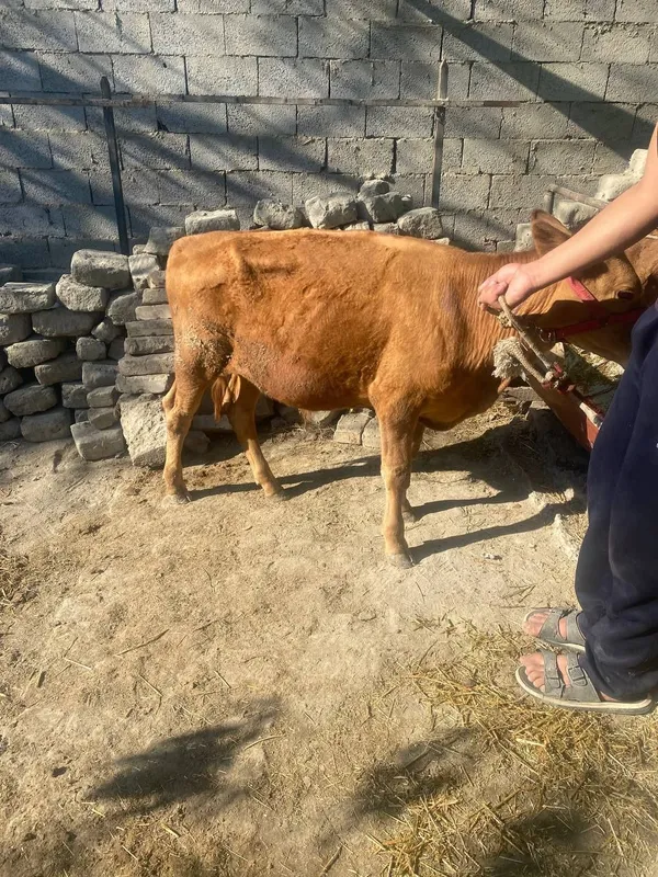 Buqacha Sotiladi 4 Buqacha Sotiladi 4
