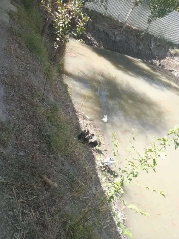 Inda utka ôrdak sotiladi 20 ta bor — фото 2