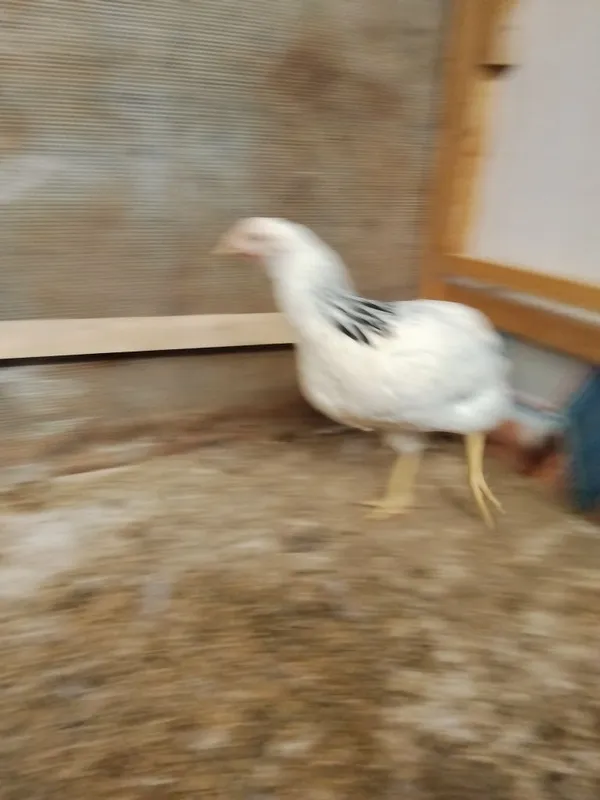 Adler tovuqlar sotiladi 2 dona 2 Adler tovuqlar sotiladi 2 dona 2