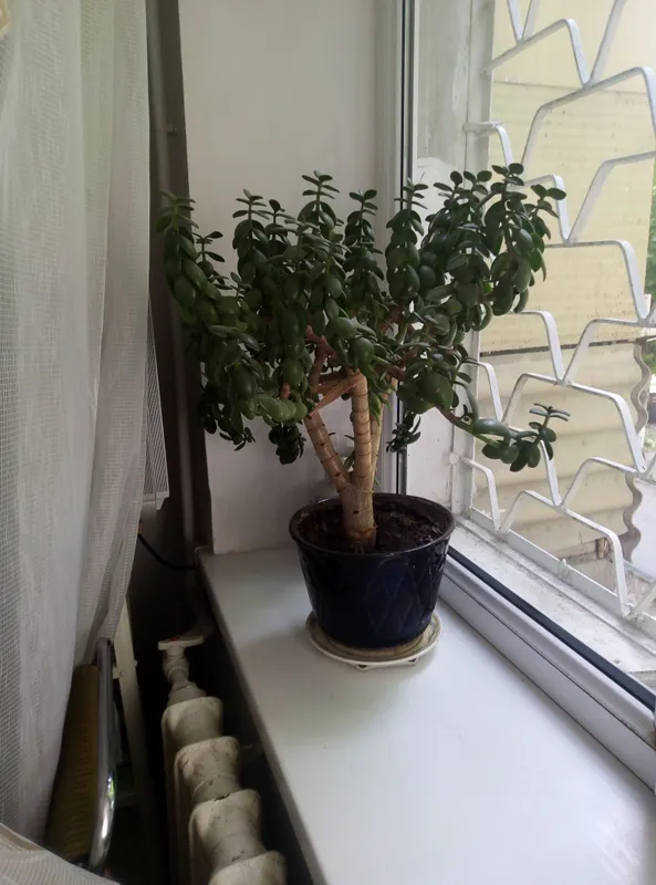 комнатные растения