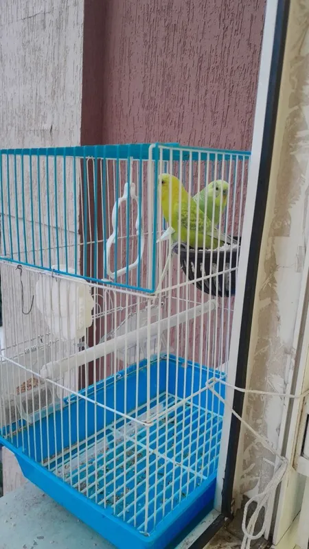 Qushlar zoti kanareka 4