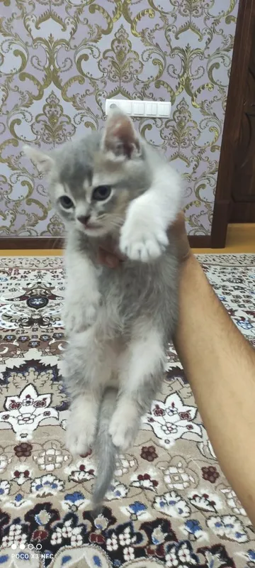 Mushukcha sotiladi zoti British Shorthair l 2 Mushukcha sotiladi zoti British Shorthair l 2