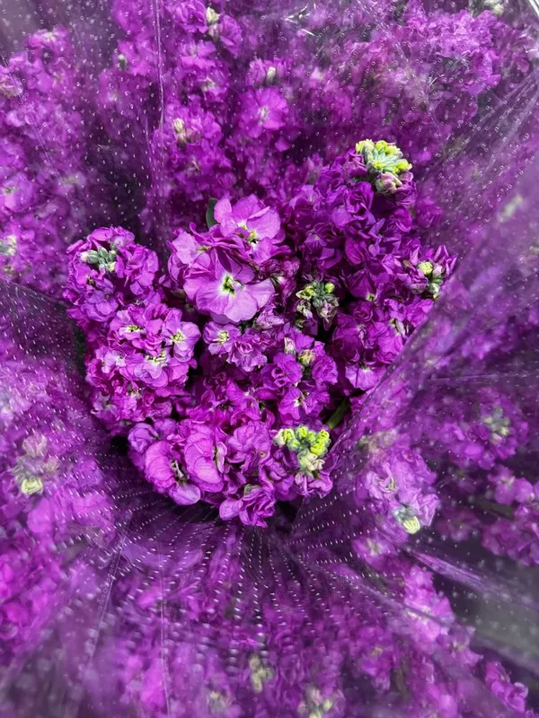 Матиолла в наличии — фото 1