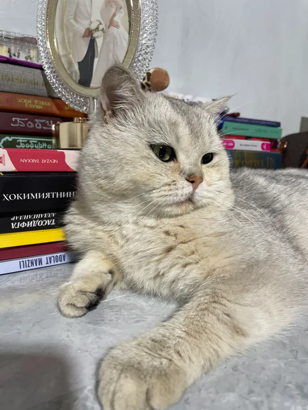 британский серебристый котенок winwilla 3