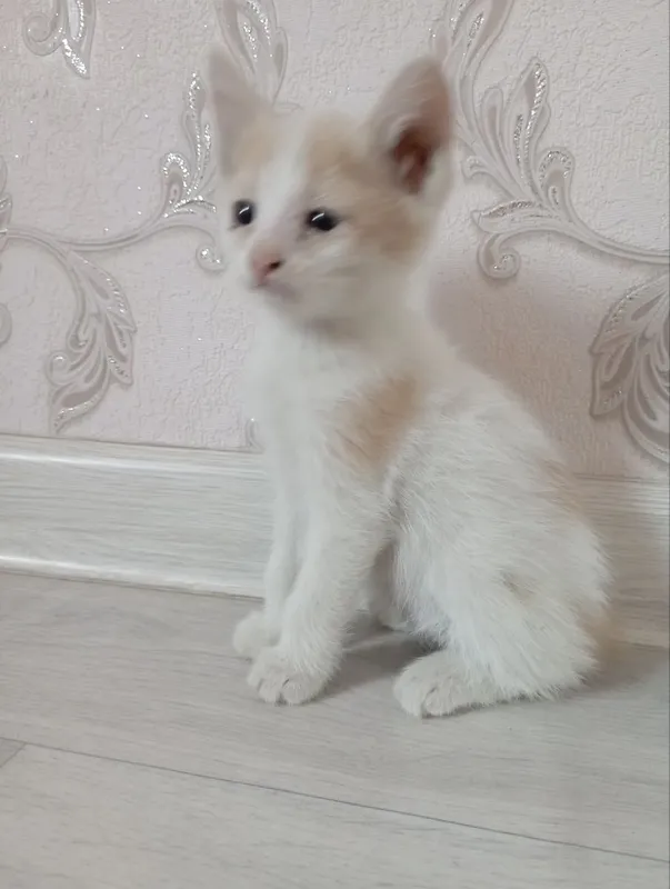 Котят отдают бесплатно 4