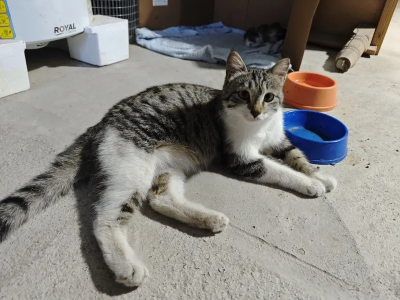 Кошка в хорошые руки с котятами