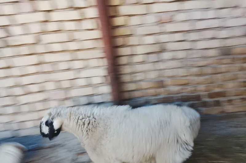 Продаётся каракульский баран 3