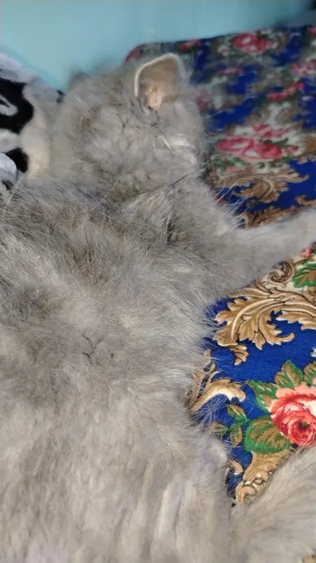 Mushukcha skotish strayt qiz bola narxi 100$ — фото 1