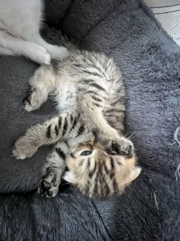 Кошечки веселоухи — фото 4