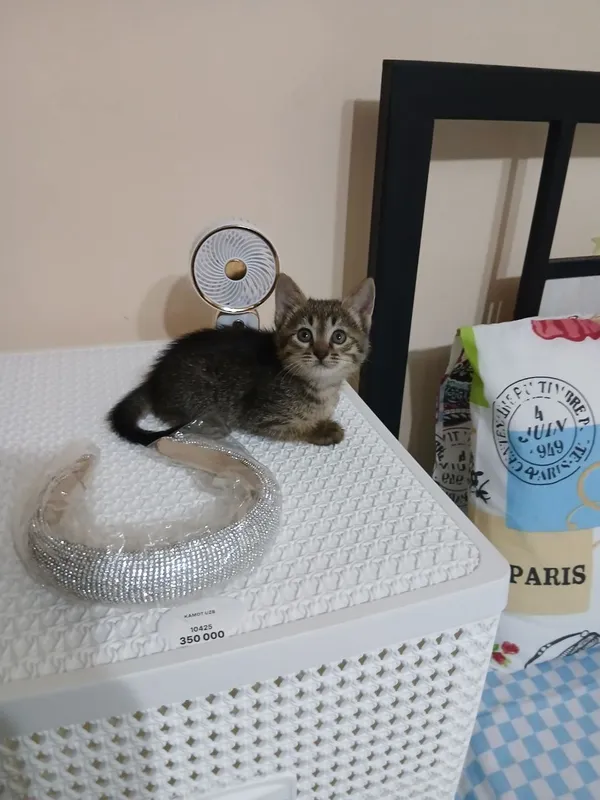 Пристраиваются котята — фото 1