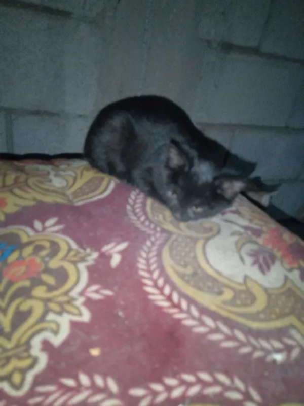 Котята 4 Котята 4