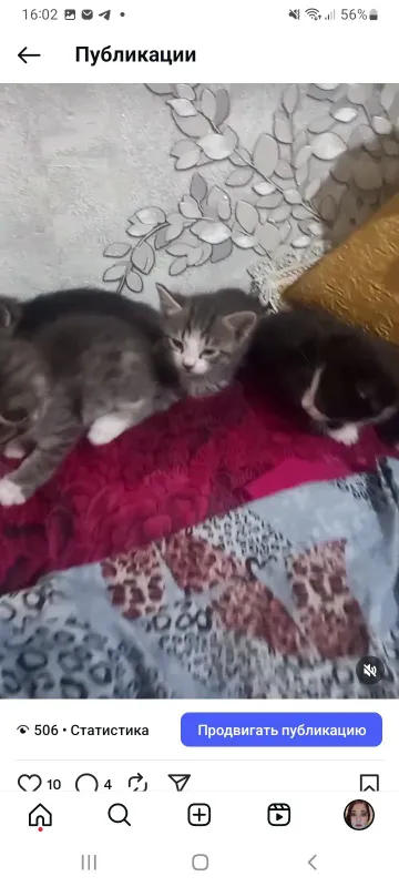 Котята отдам даром