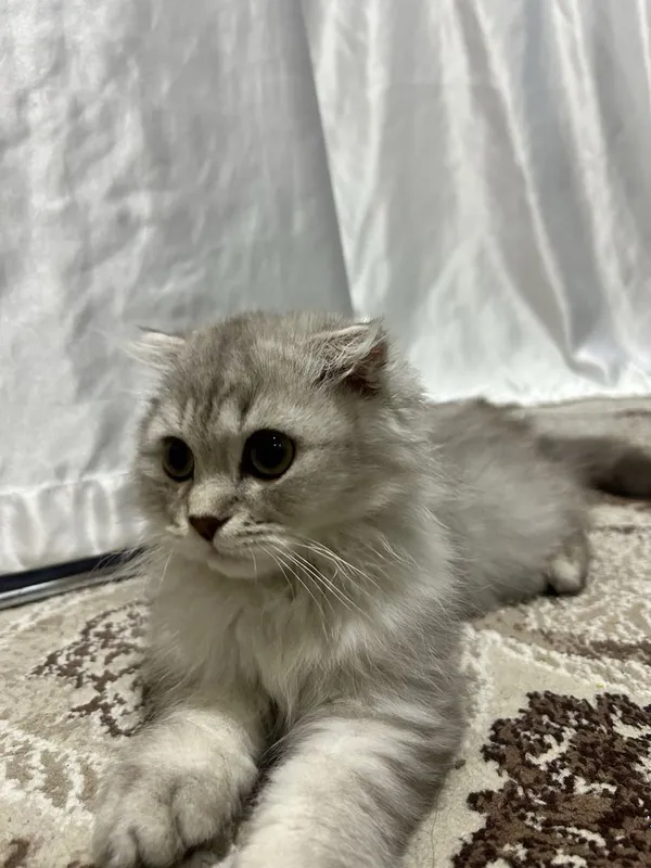 Кот, шотландская вислоухая 2