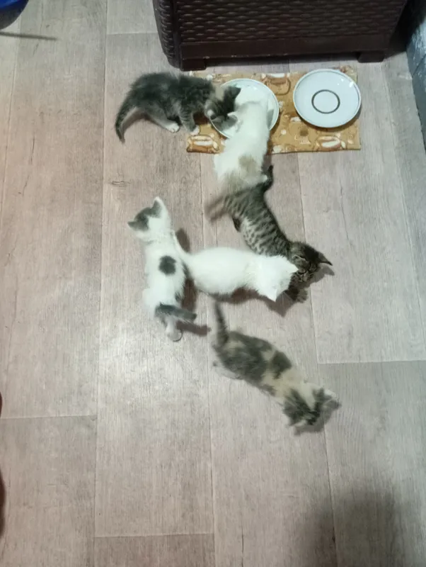 Кошки