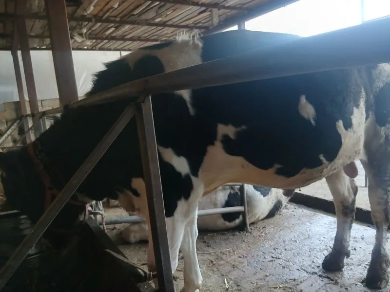 Buqa sotiladi 40.milon