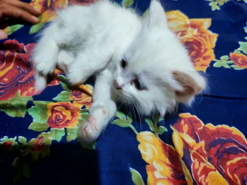 Котенок мушукчалар сотилади зотли Кхао мани ва Ангора — фото 3