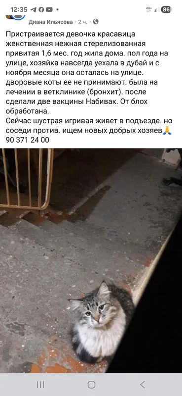 помогают информационно пристроить
