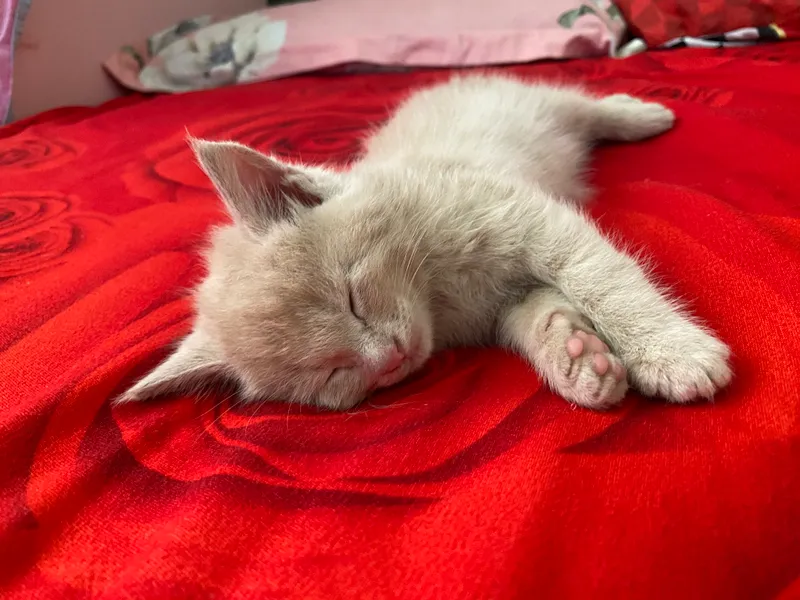 Котёнок.             Сдам в хорошие руки 2