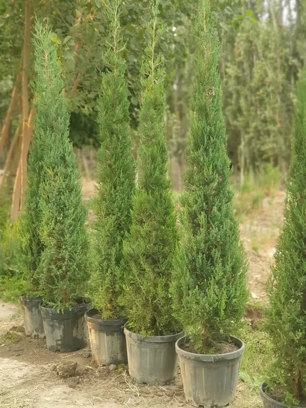 Har hil turdagi mevali va dekarativ kochatlar