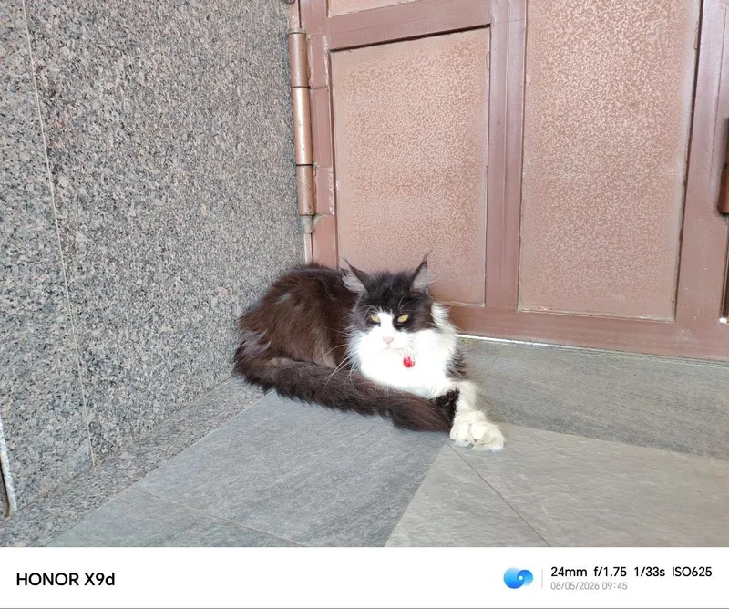 Maincoon qiz mushuk.zoti 100%toza. — фото 1