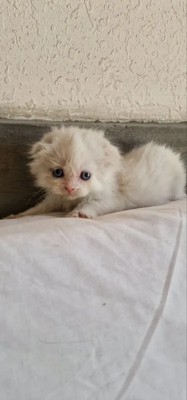 Котята шиншилла. — фото 6