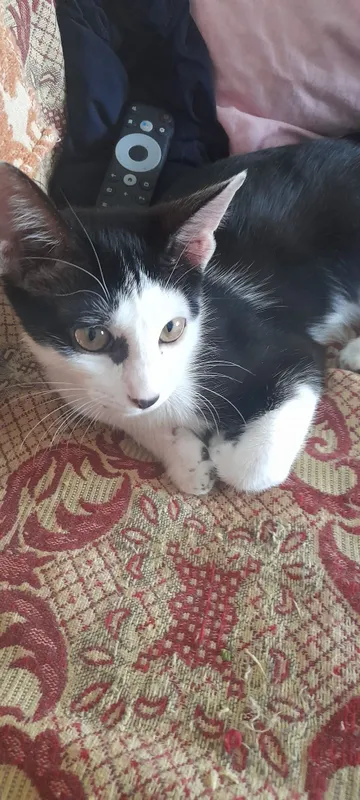 Котенок .Мальчик.4 месяца.. 2