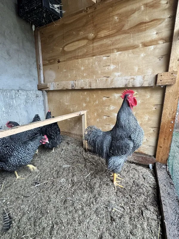 Pilmtrok palasati Amerka zotli tuvq xorozlar tuxmga zakas olamiza Pilmtrok palasati Amerka zotli tuvq xorozlar tuxmga zakas olamiza