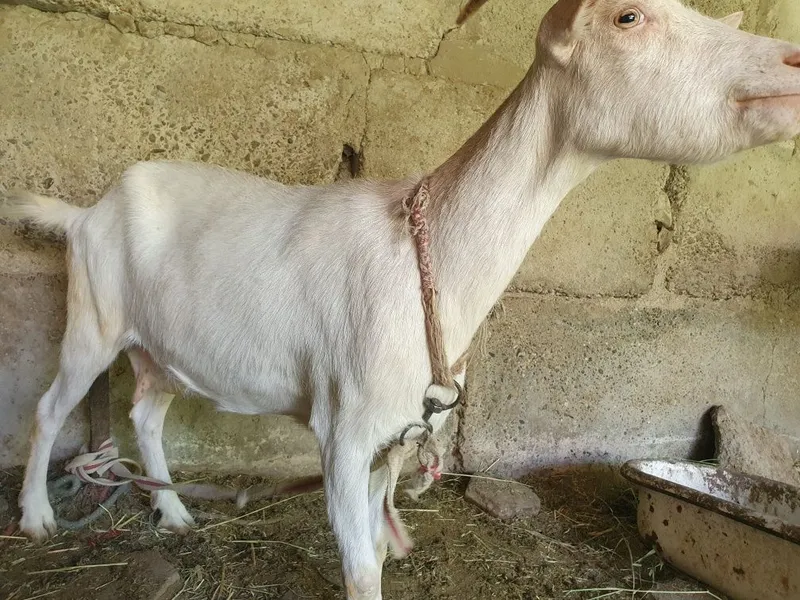 Echki sotiladi zenin sut beradi 3