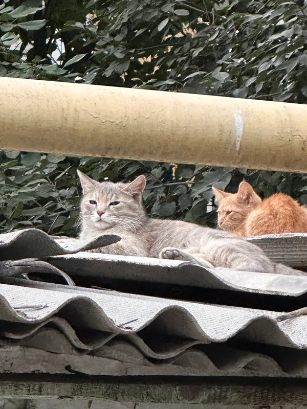 Кошка