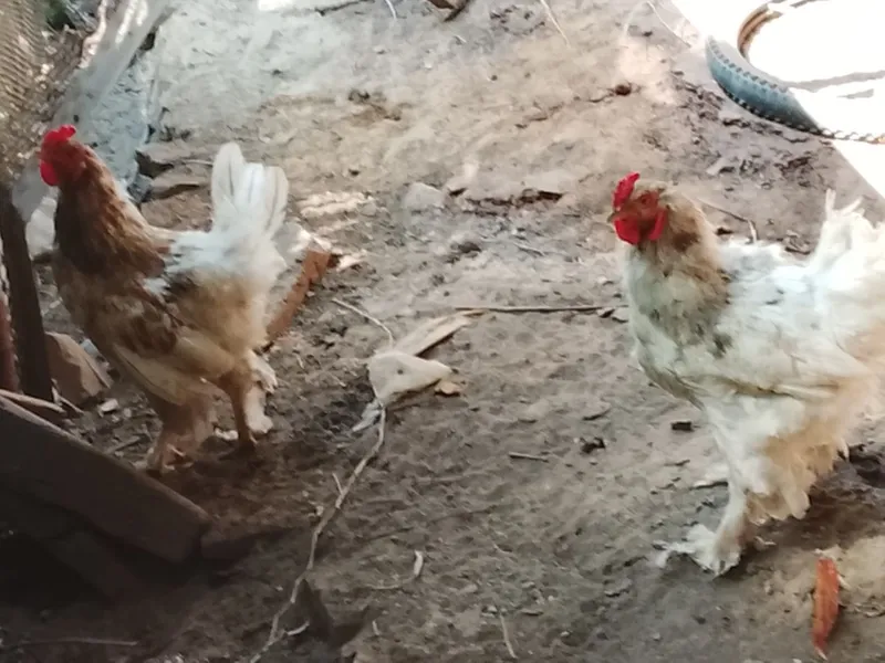 Xorozlar sotiladi bitta galasheyka