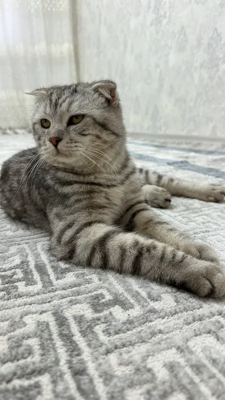 Кошка 3 Кошка 3
