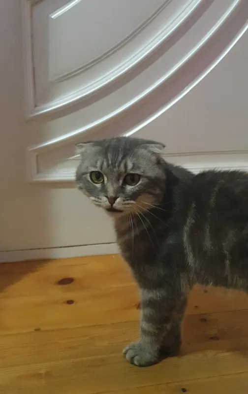 Кошка 1