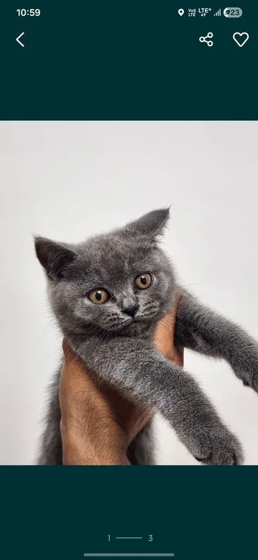 Срочно скотиш страйт